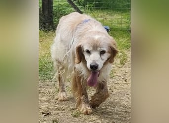 Sebastian - feiner Setter Mix im besten Alter