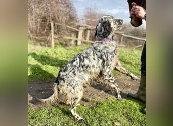 Sasha und Sugar - Dream Team sucht gemeinsames Zuhause