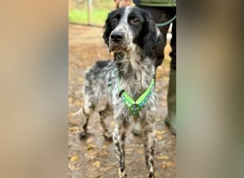 Freundliche Claudia - ein Herz auf 4 Pfoten