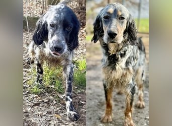 Sasha und Sugar - Dream Team sucht gemeinsames Zuhause