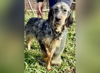 Sasha und Sugar - Dream Team sucht gemeinsames Zuhause