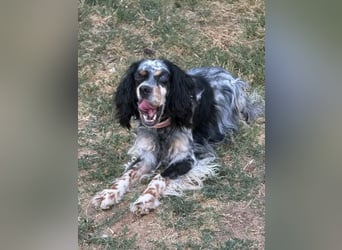 Lola - freundliche, menschenbezogene Setter-Mix-Hündin