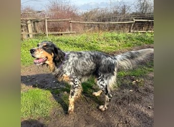 Pamela - ein Herz auf 4 Pfoten