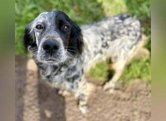 Sasha und Sugar - Dream Team sucht gemeinsames Zuhause