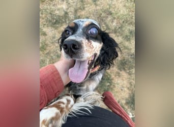 Lola - freundliche, menschenbezogene Setter-Mix-Hündin