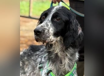 Freundliche Claudia - ein Herz auf 4 Pfoten