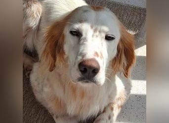 Bezaubernde Marilia sucht ihr Glück