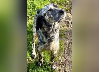 Sasha und Sugar - Dream Team sucht gemeinsames Zuhause