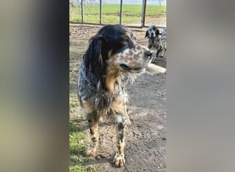 Pamela - ein Herz auf 4 Pfoten