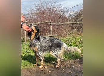 Pamela - ein Herz auf 4 Pfoten