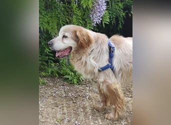 Sebastian - feiner Setter Mix im besten Alter