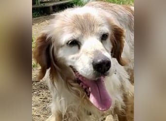 Sebastian - feiner Setter Mix im besten Alter