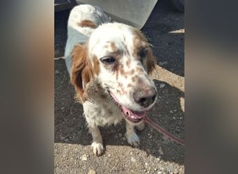 *Reserviert* Lucila - kleine Kämpferin mit großem Herz sucht ihr Glück