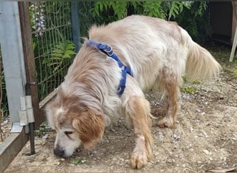 Sebastian - feiner Setter Mix im besten Alter
