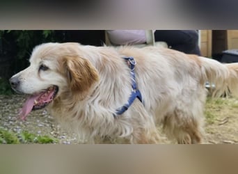 Sebastian - feiner Setter Mix im besten Alter