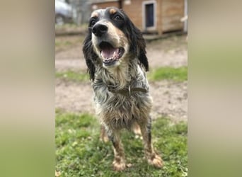 Pamela - ein Herz auf 4 Pfoten