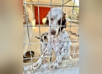 Wanda - sanfter Rohdiamant sucht Familienanschluss