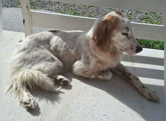 Bezaubernde Marilia sucht ihr Glück