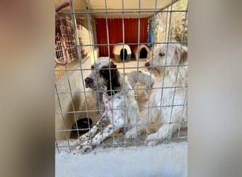 Wanda - sanfter Rohdiamant sucht Familienanschluss