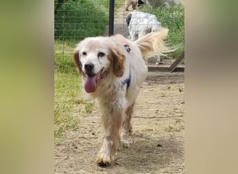 Sebastian - feiner Setter Mix im besten Alter