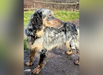 Sasha und Sugar - Dream Team sucht gemeinsames Zuhause