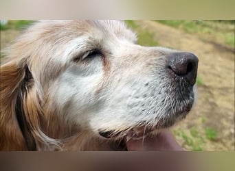 Sebastian - feiner Setter Mix im besten Alter