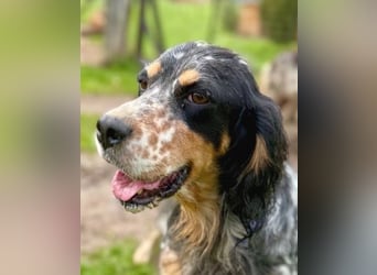 Pamela - ein Herz auf 4 Pfoten