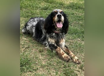 Lola - freundliche, menschenbezogene Setter-Mix-Hündin