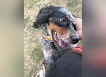 Lola - freundliche, menschenbezogene Setter-Mix-Hündin