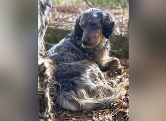 Sasha und Sugar - Dream Team sucht gemeinsames Zuhause