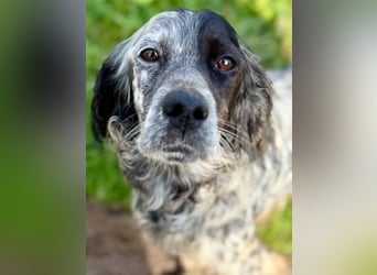 Sasha und Sugar - Dream Team sucht gemeinsames Zuhause