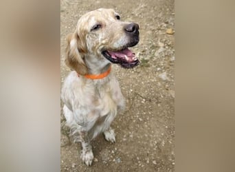 Stella sucht ihr Für-immer-Zuhause❤️