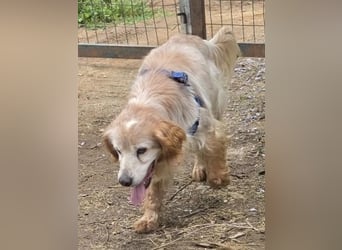Sebastian - feiner Setter Mix im besten Alter
