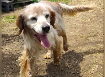 Sebastian - feiner Setter Mix im besten Alter