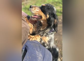 Pamela - ein Herz auf 4 Pfoten