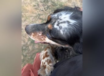 Lola - freundliche, menschenbezogene Setter-Mix-Hündin