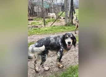 Pamela - ein Herz auf 4 Pfoten