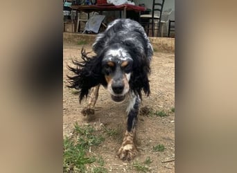 Lola - freundliche, menschenbezogene Setter-Mix-Hündin