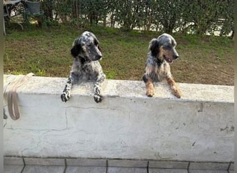 Sasha und Sugar - Dream Team sucht gemeinsames Zuhause