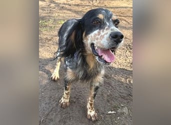 Pamela - ein Herz auf 4 Pfoten