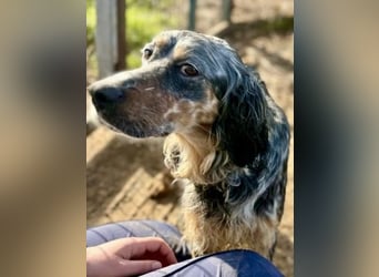 Sasha und Sugar - Dream Team sucht gemeinsames Zuhause