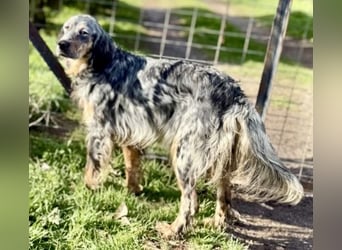 Sasha und Sugar - Dream Team sucht gemeinsames Zuhause