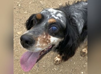Lola - freundliche, menschenbezogene Setter-Mix-Hündin