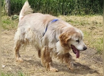 Sebastian - feiner Setter Mix im besten Alter