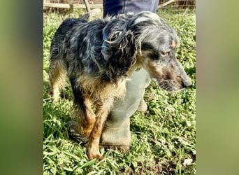 Sasha und Sugar - Dream Team sucht gemeinsames Zuhause