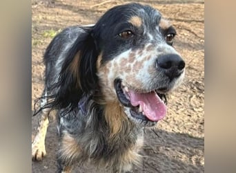 Pamela - ein Herz auf 4 Pfoten