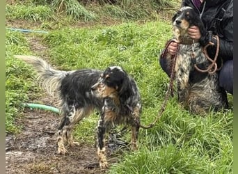 Pamela - ein Herz auf 4 Pfoten