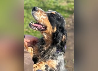 Pamela - ein Herz auf 4 Pfoten