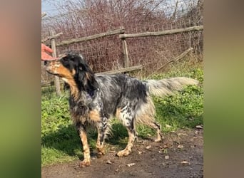 Pamela - ein Herz auf 4 Pfoten