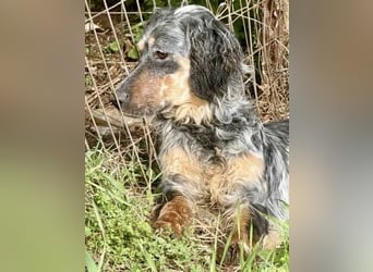 Sasha und Sugar - Dream Team sucht gemeinsames Zuhause